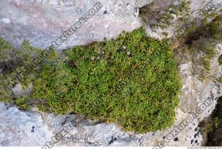 Photo Texture of Ground Plants 0001